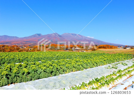 Autumn leaves on Mt. Asama in November Mountains of Shinshu Scenery of Shinshu Autumn leaves on Mt. Asama in November Mountains of Shinshu Scenery of Shinshu 126803653