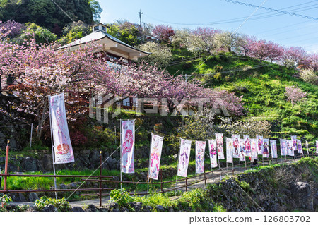 The double cherry blossoms shining in the light of a warm spring day and the scenery seen from the temple grounds - "Cherry Blossoms at Fudoson Isshinji Temple (Oita Prefecture)" 126803702