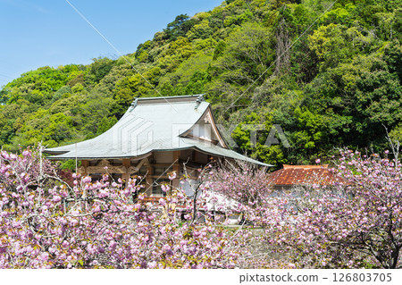 The double cherry blossoms shining in the light of a warm spring day and the scenery seen from the temple grounds - "Cherry Blossoms at Fudoson Isshinji Temple (Oita Prefecture)" 126803705