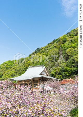 The double cherry blossoms shining in the light of a warm spring day and the scenery seen from the temple grounds - "Cherry Blossoms at Fudoson Isshinji Temple (Oita Prefecture)" 126803706