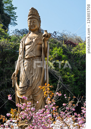 Beautiful spring weather and the Yakushi Kannon statue "Cherry Blossoms at Fudoson Isshinji Temple (Oita Prefecture)" 126803708
