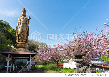 Double cherry blossoms and the Yakushi Kannon statue shine in the light of a warm spring day - "Cherry Blossoms at Fudoson Isshinji Temple (Oita Prefecture)" 126803711
