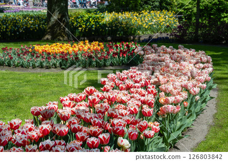 Tulip fields in Keukenhof, Netherlands 126803842