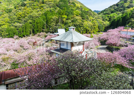 A sea of clouds of cherry blossoms shining in the light of a warm spring day: "Cherry Blossoms at Fudoson Isshinji Temple (Oita Prefecture)" 126804068