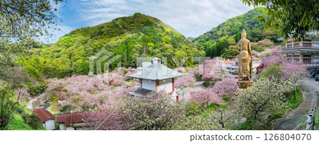 A sea of clouds of cherry blossoms shining in the light of a warm spring day: "Cherry Blossoms at Fudoson Isshinji Temple (Oita Prefecture)" 126804070