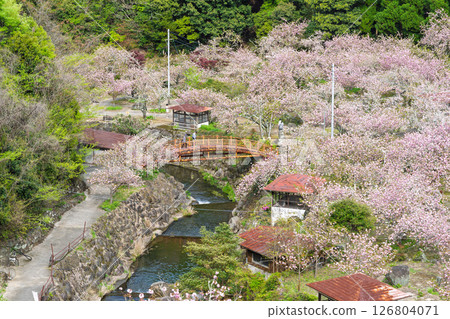 一片雲海般的櫻花在溫暖的春日里閃閃發光:“不動尊一心寺的櫻花(大分縣)” 一片雲海般的櫻花在溫暖的春日里閃閃發光:“不動尊一心寺的櫻花(大分縣)” 126804071