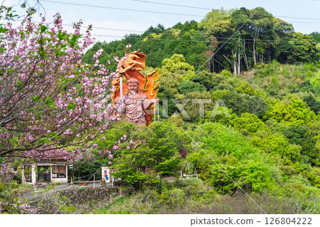 明媚春光中閃耀的不動明王大像“不動明王一心寺的櫻花(大分縣)” 明媚春光中閃耀的不動明王大像“不動明王一心寺的櫻花(大分縣)” 126804222