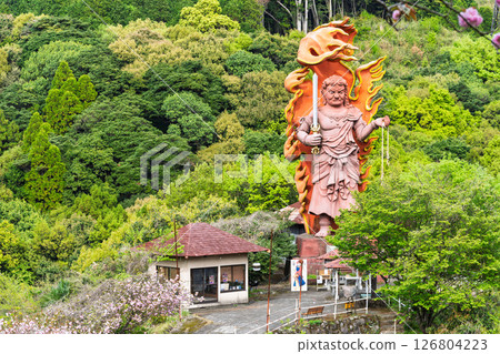 明媚春光中閃耀的不動明王大像“不動明王一心寺的櫻花（大分縣）” 126804223