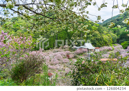 A sea of clouds of cherry blossoms and the temple grounds on a beautiful spring day - "Cherry Blossoms at Fudoson Isshinji Temple (Oita Prefecture)" A sea of clouds of cherry blossoms and the temple grounds on a beautiful spring day - "Cherry Blossoms at Fudoson Isshinji Temple (Oita Prefecture)" 126804234