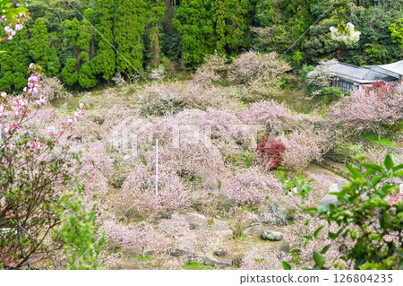 A sea of clouds of cherry blossoms and the temple grounds on a beautiful spring day - "Cherry Blossoms at Fudoson Isshinji Temple (Oita Prefecture)" 126804235
