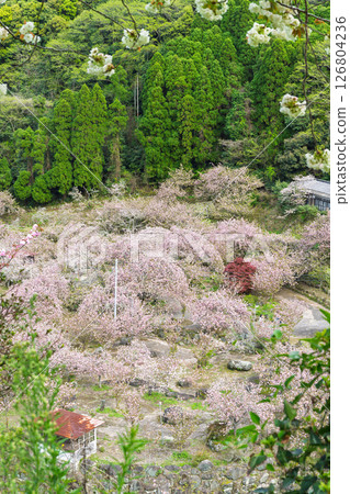 春光明媚，雲海櫻花與寺院交相輝映——“不動尊一心寺的櫻花（大分縣）” 126804236