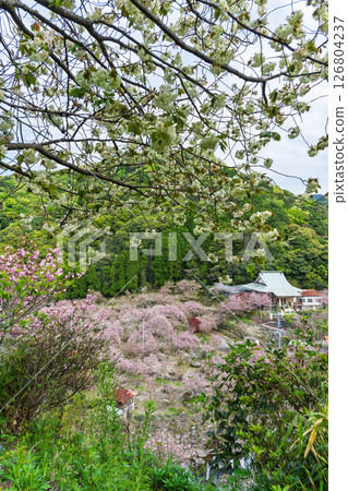 A sea of clouds of cherry blossoms and the temple grounds on a beautiful spring day - "Cherry Blossoms at Fudoson Isshinji Temple (Oita Prefecture)" 126804237