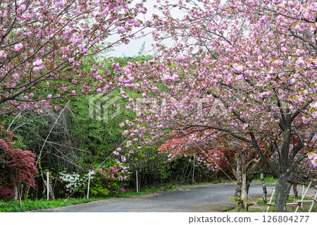 在溫暖春日的陽光下,櫻花與寺院交相輝映:“不動尊一心寺的櫻花(大分縣)” 在溫暖春日的陽光下,櫻花與寺院交相輝映:“不動尊一心寺的櫻花(大分縣)” 126804277