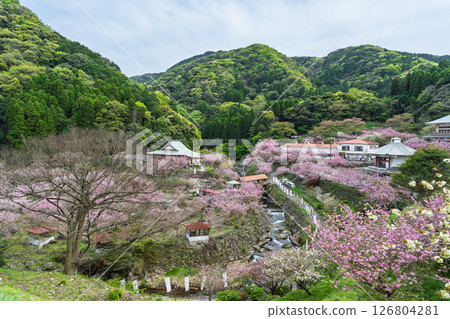在溫暖春日的陽光下,櫻花與寺院交相輝映:“不動尊一心寺的櫻花(大分縣)” 在溫暖春日的陽光下,櫻花與寺院交相輝映:“不動尊一心寺的櫻花(大分縣)” 126804281