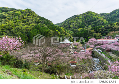 Cherry blossoms and temple grounds shining in the sunlight of a warm spring day: "Cherry Blossoms at Fudoson Isshinji Temple (Oita Prefecture)" 126804284