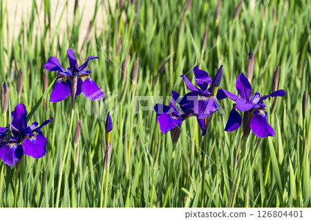 鳶尾花 126804401