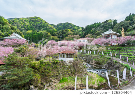 溫暖春日陽光下，櫻花與寺院的全景盡收眼底：“不動尊一心寺的櫻花（大分縣）” 126804404