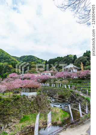 溫暖春日陽光下，櫻花與寺院的全景盡收眼底：“不動尊一心寺的櫻花（大分縣）” 126804405