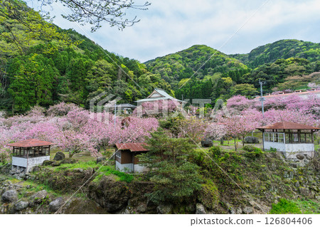 A panoramic view of the cherry blossoms and temple grounds shining in the sunlight of a warm spring day: "Cherry Blossoms at Fudoson Isshinji Temple (Oita Prefecture)" 126804406