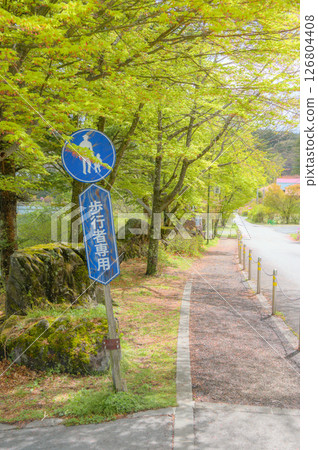 [Lake Tateshina] Promenade surrounded by fresh greenery [Chino City] 126804408