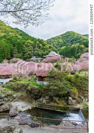 春光明媚，寺內櫻花盛開（重瓣櫻花）“不動尊一心寺的櫻花（大分縣）” 126804447
