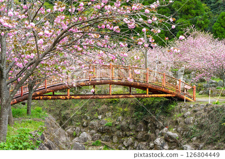 春光明媚，寺內櫻花盛開（重瓣櫻花）“不動尊一心寺的櫻花（大分縣）” 126804449