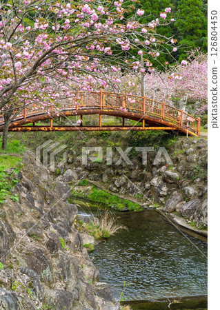 春光明媚，寺內櫻花盛開（重瓣櫻花）“不動尊一心寺的櫻花（大分縣）” 126804450