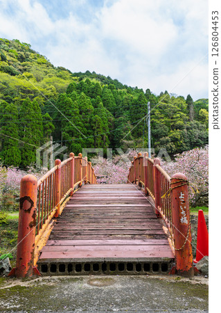 Cherry blossoms blooming in the temple grounds on a beautiful spring day (double cherry blossoms) "Cherry Blossoms at Fudoson Isshinji Temple (Oita Prefecture)" 126804453