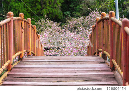 Cherry blossoms blooming in the temple grounds on a beautiful spring day (double cherry blossoms) "Cherry Blossoms at Fudoson Isshinji Temple (Oita Prefecture)" 126804454