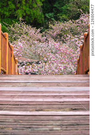 溫暖春日裡盛開的美麗櫻花與寺院：“不動尊一心寺的櫻花（大分縣）” 126804477