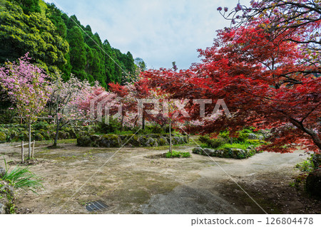 Beautiful cherry blossoms blooming on a warm spring day and the temple grounds: "Cherry Blossoms at Fudoson Isshinji Temple (Oita Prefecture)" Beautiful cherry blossoms blooming on a warm spring day and the temple grounds: "Cherry Blossoms at Fudoson Isshinji Temple (Oita Prefecture)" 126804478