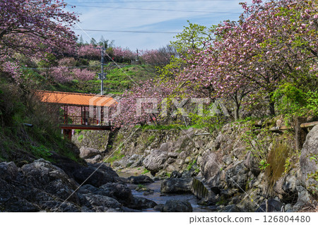 溫暖春日裡盛開的美麗櫻花與寺院：“不動尊一心寺的櫻花（大分縣）” 126804480