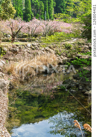 溫暖春日裡盛開的美麗櫻花與寺院：“不動尊一心寺的櫻花（大分縣）” 126804481