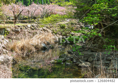 溫暖春日裡盛開的美麗櫻花與寺院：“不動尊一心寺的櫻花（大分縣）” 126804482