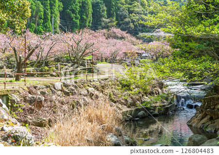 溫暖春日裡盛開的美麗櫻花與寺院:“不動尊一心寺的櫻花(大分縣)” 溫暖春日裡盛開的美麗櫻花與寺院:“不動尊一心寺的櫻花(大分縣)” 126804483