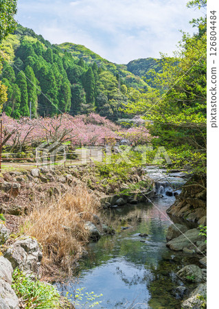 Beautiful cherry blossoms blooming on a warm spring day and the temple grounds: "Cherry Blossoms at Fudoson Isshinji Temple (Oita Prefecture)" 126804484