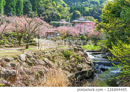 溫暖春日裡盛開的美麗櫻花與寺院：“不動尊一心寺的櫻花（大分縣）” 126804485