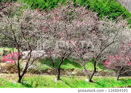 山櫻花與新葉綻放時駒根市信州風景 山櫻花與新葉綻放時駒根市信州風景 126804505
