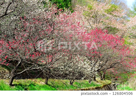 山櫻花與新葉綻放時駒根市信州風景 山櫻花與新葉綻放時駒根市信州風景 126804506