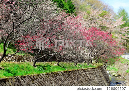 山櫻花與新葉綻放時駒根市信州風景 山櫻花與新葉綻放時駒根市信州風景 126804507