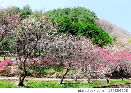 山櫻花與新葉綻放時駒根市信州風景 126804508