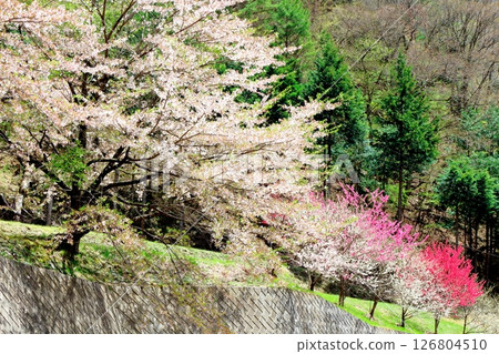 山櫻花與新葉綻放時駒根市信州風景 126804510