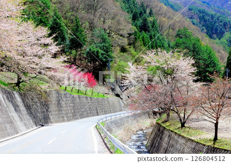 山櫻花與新葉綻放時駒根市信州風景 126804512