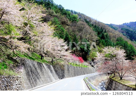 山櫻花與新葉綻放時駒根市信州風景 126804513