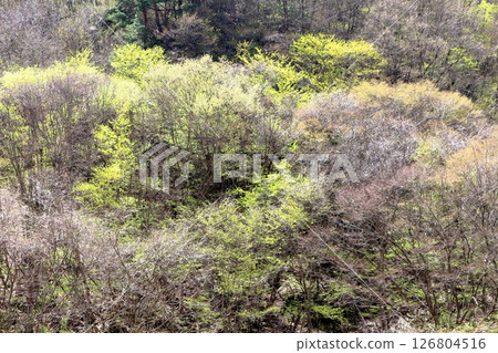 山櫻花與新葉綻放時駒根市信州風景 126804516