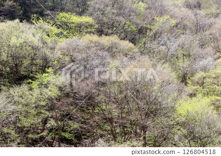 山櫻花與新葉綻放時駒根市信州風景 126804518