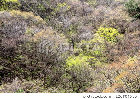 山櫻花與新葉綻放時駒根市信州風景 126804519