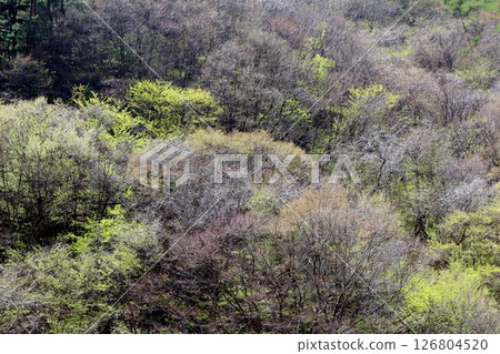 山櫻花與新葉綻放時駒根市信州風景 126804520