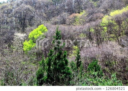 山櫻花與新葉綻放時駒根市信州風景 126804521