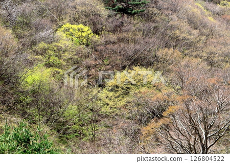 山櫻花與新葉綻放時駒根市信州風景 126804522
